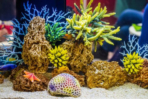 Saltwater,Dream,Coral,Reef,Aquarium,Tank.,Colorful,Tropical,Corals,,Underwater