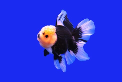 A,Cute,Black,And,White,Oranda,Goldfish,On,Isolated,Blue