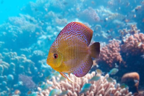 Colorful,Yellow,White,And,Blue,Discus,Fish,In,Aquarium,